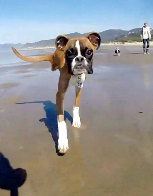 Two legs boxer dog